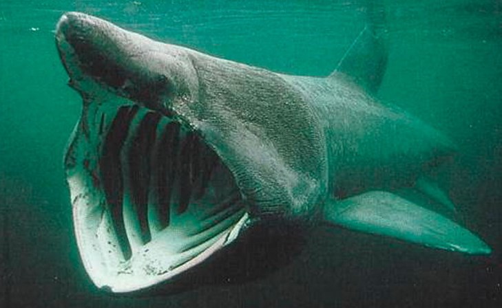 Исполинская акула