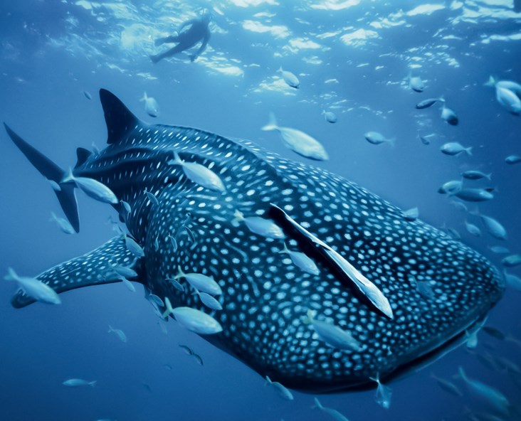 Китовая акула - самая большая акула в мире