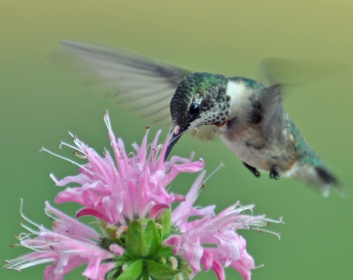 колибри-пчелка
