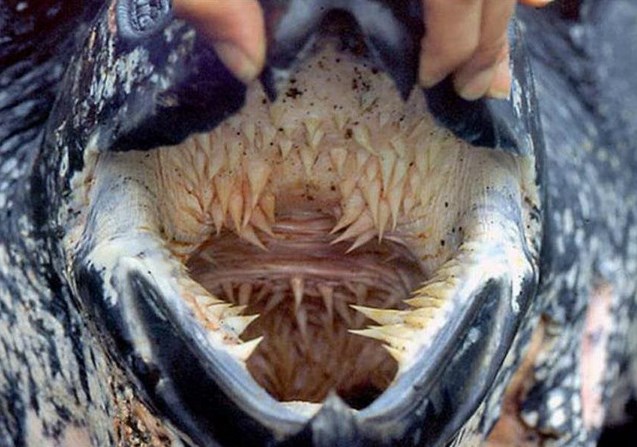 Кожистая черепаха пасть