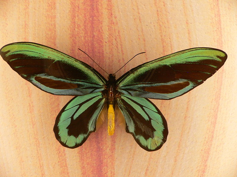 Ornithoptera alexandrae